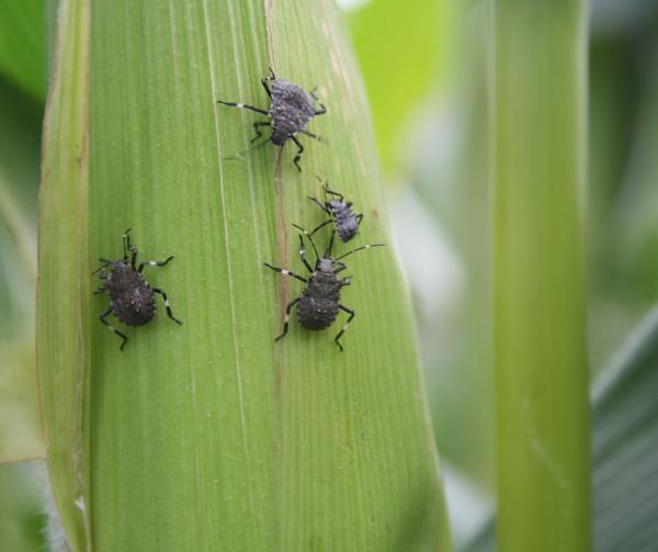 Environmental Pest Solutions
