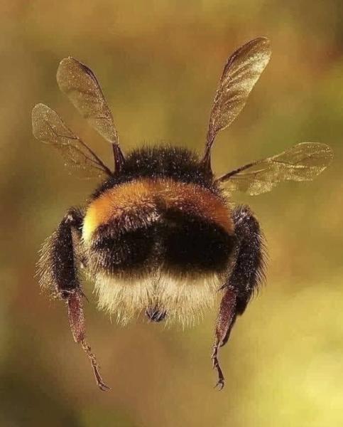 Environmental Pest Solutions