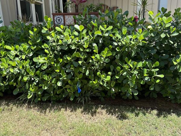 Pioneer Pest Services Inc.