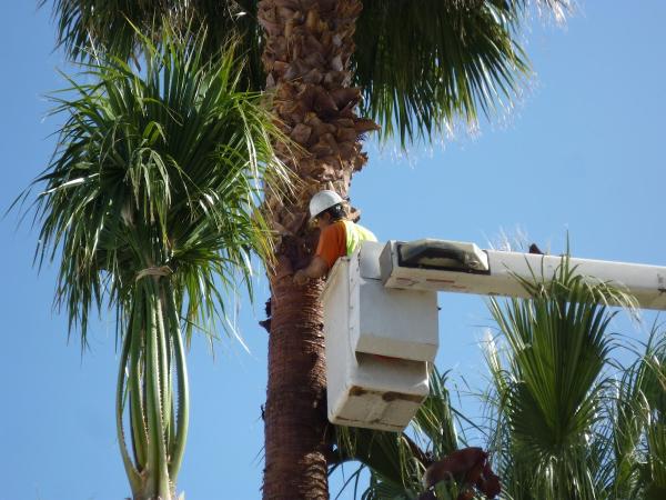 Affordable Tree Service