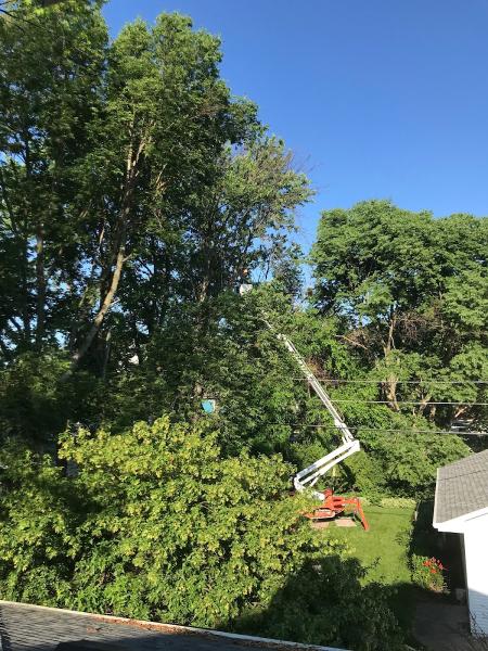 Emma Joes Tree Service