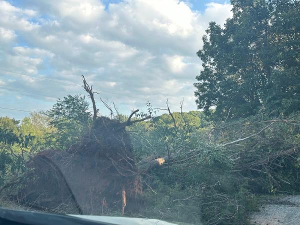 First Choice Tree Care