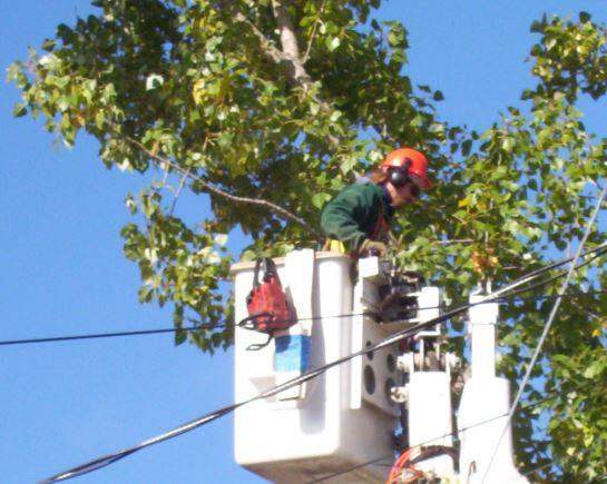 Port Saint Lucie Tree Service
