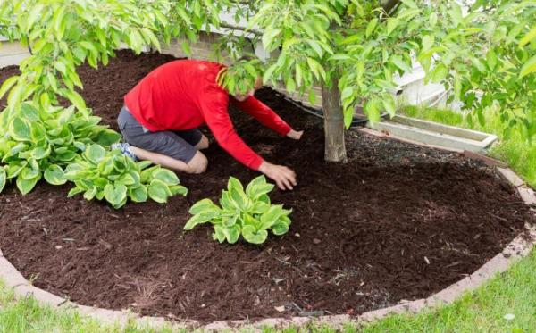Port Saint Lucie Tree Service