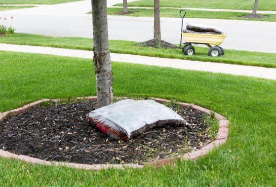 Port Saint Lucie Tree Service