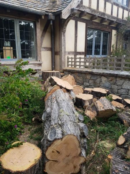 Cruz Tree Service