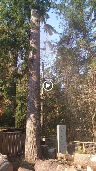 Elite Tree Service