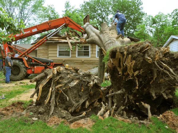 Elite Tree Service