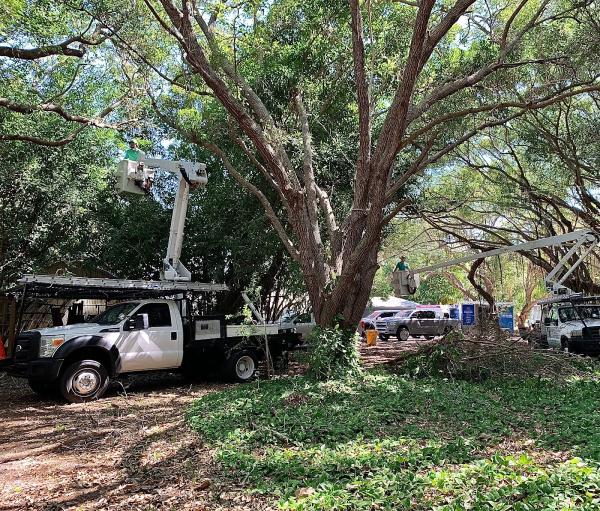 Sarasota Tree Service