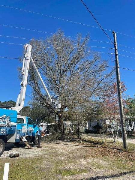 Coastal Tree Trimmers