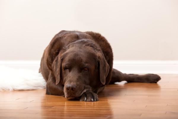 Harrenstein Wood Floors