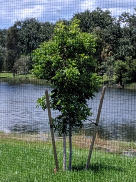 Tree Doctor