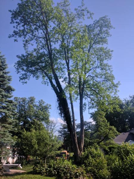 Glass City Tree Service