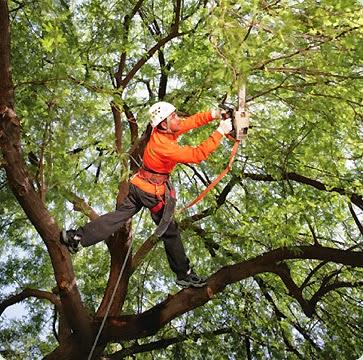 Champion Tree Service LLC