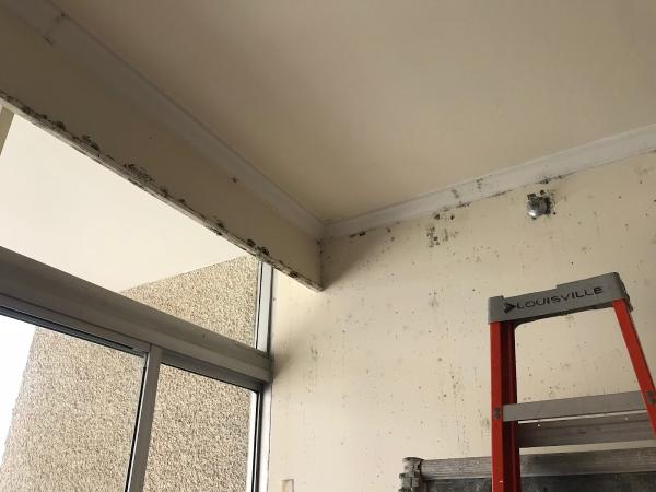 San Diego Mold Inspection Experts