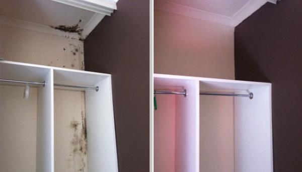 San Diego Mold Inspection Experts