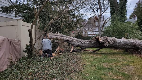 Lewis Tree Care Inc