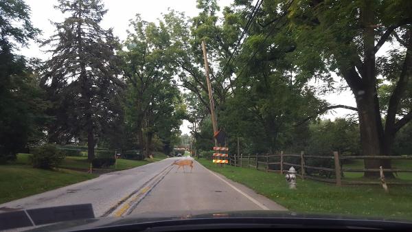 Lewis Tree Care Inc