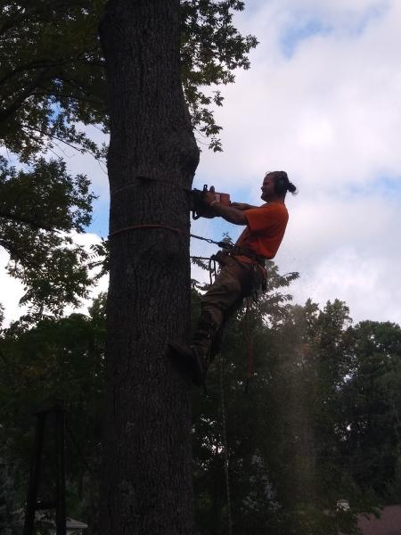 Like No Other Tree Services