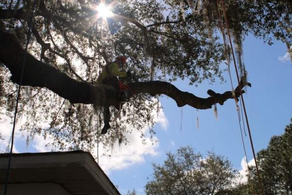 Apex Solutions Tree Service
