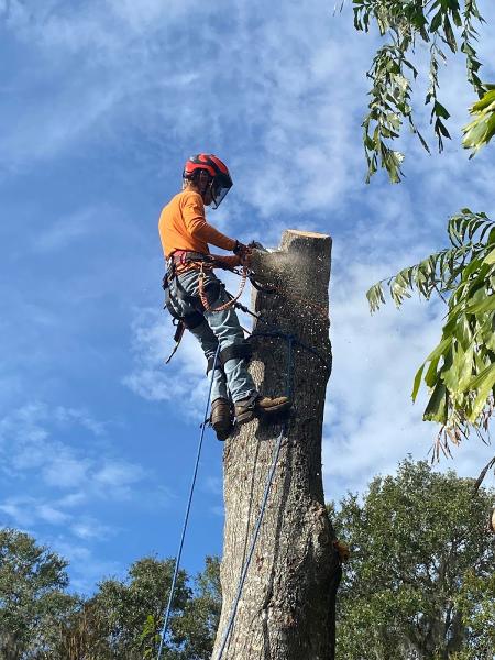 Apex Solutions Tree Service