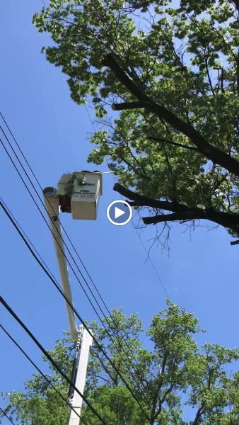 Pro Tree Service