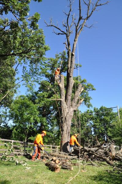 Gabriel's Landscape & Tree Services