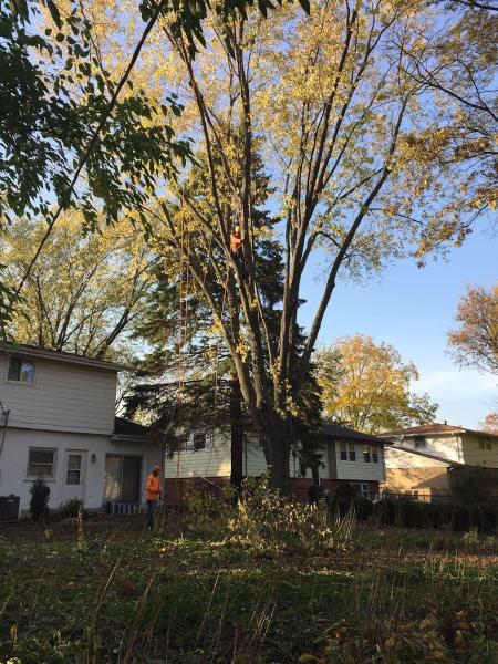 Gabriel's Landscape & Tree Services