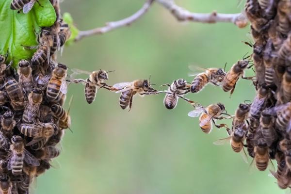 The Honey Bee Rescuers