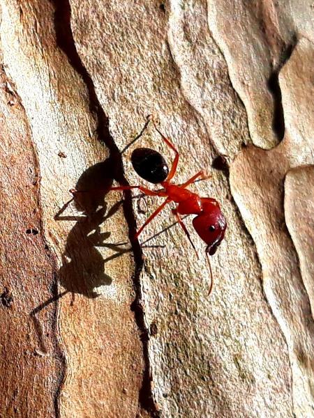 Absolute Finest Pest Control Services