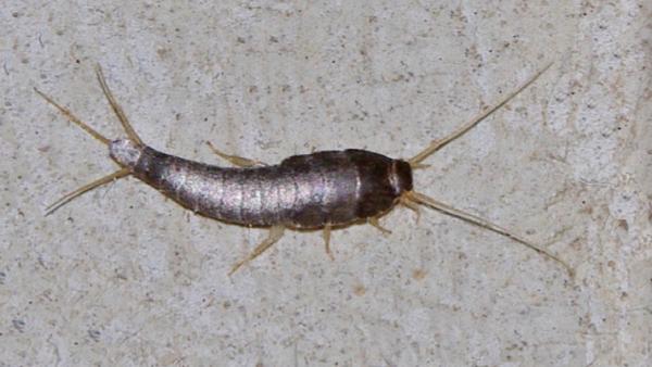 Absolute Finest Pest Control Services