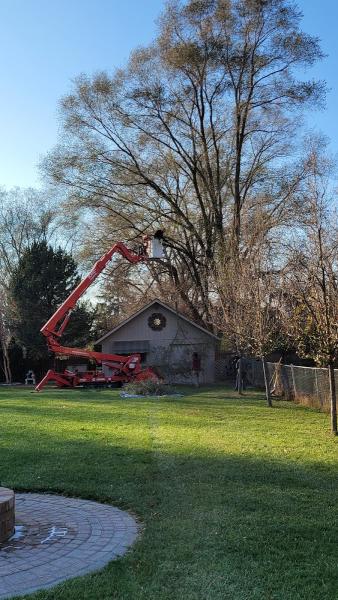 TNT Tree & Stump