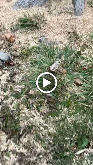Stump Demolition and Land Clearing