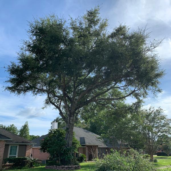 Green Life Lawn Care Company LLC