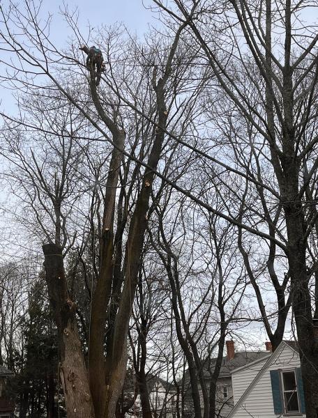 Blue Ox Tree Service