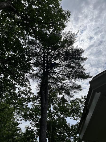 Blue Ox Tree Service