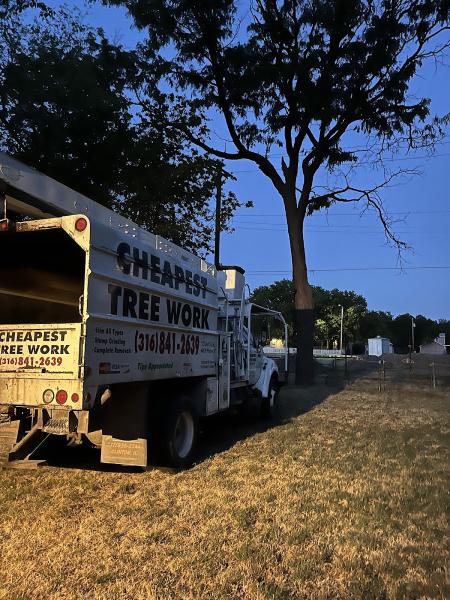 Cheapest Tree Work