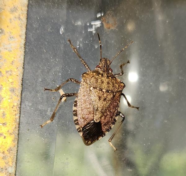 Secure Pest Services