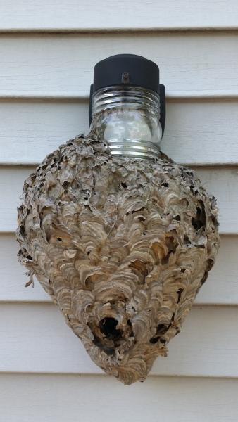 Secure Pest Services