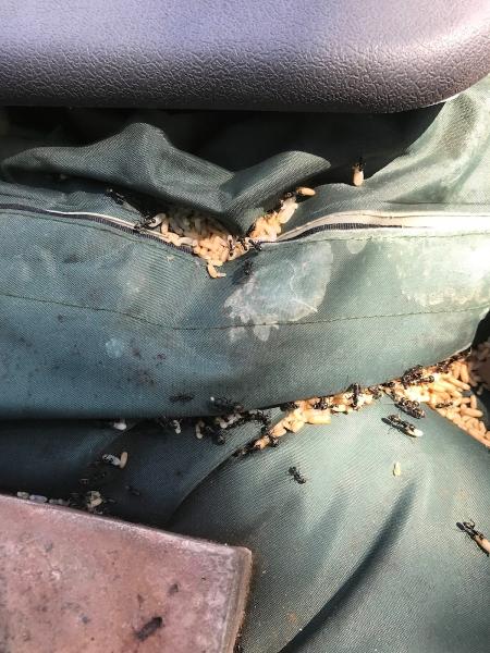 Secure Pest Services