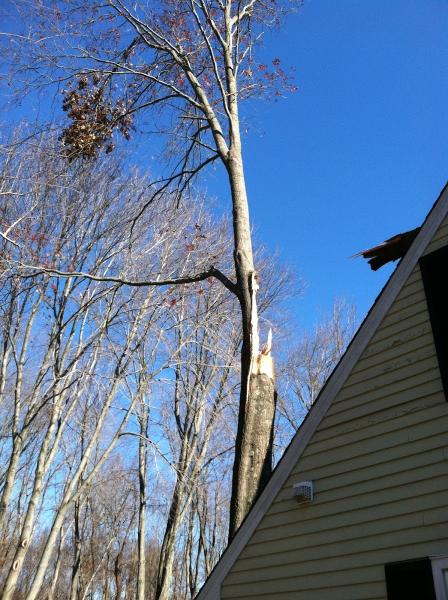 Reed's Tree Removal
