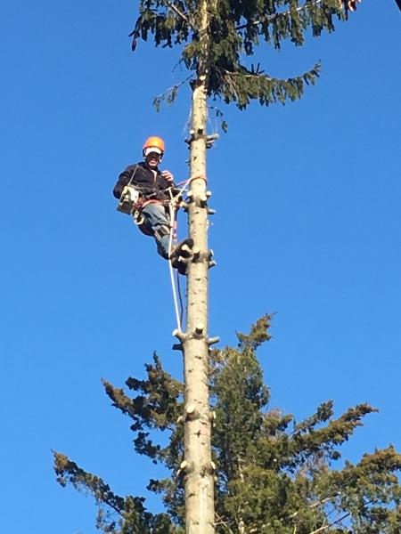 Reed's Tree Removal