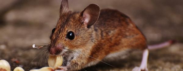 Genesis Pest Management Inc