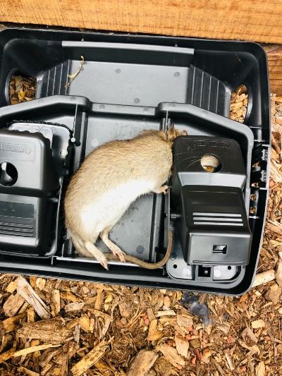 Genesis Pest Management Inc