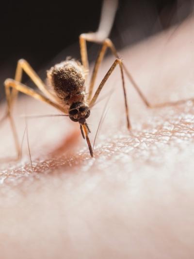 Genesis Pest Management Inc