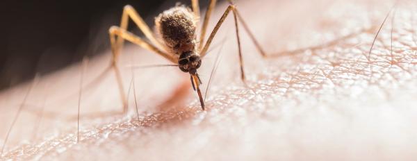 Genesis Pest Management Inc
