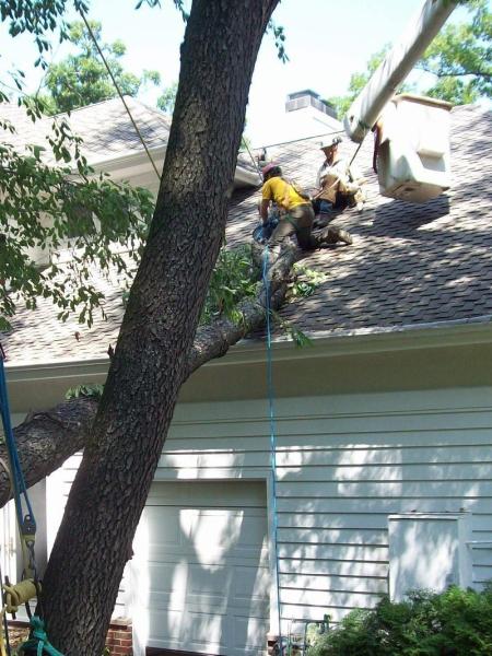 Stephenson Tree Care Inc.