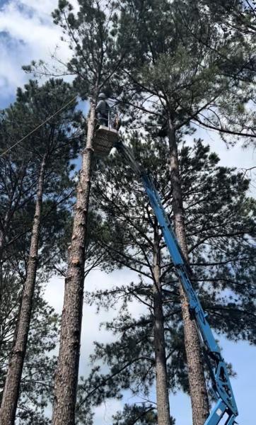 Wesley Tree Service LLC