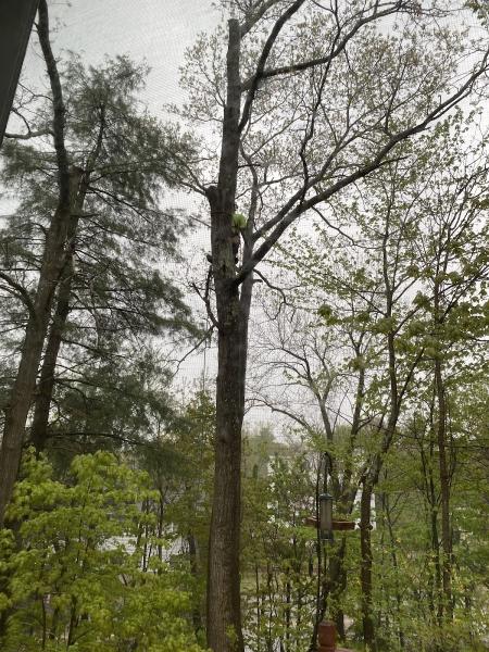 Dubois Tree Service