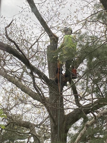 Dubois Tree Service
